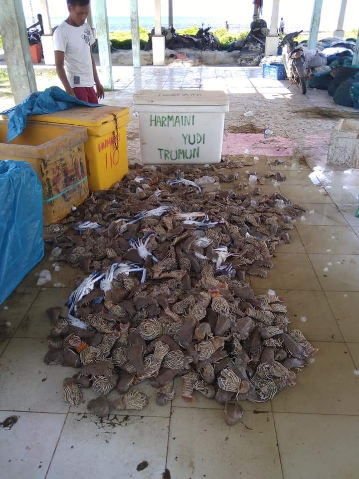 Udang Kipas Hasil Tangkapan Para Nelayan Gampong Teupin Tinggi